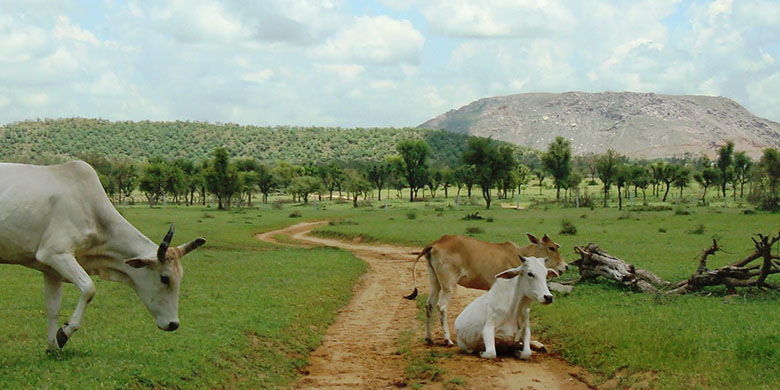 Green-Rajasthan-1