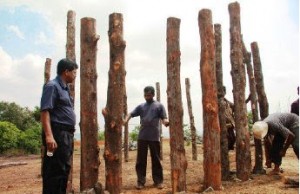 A 'wood-henge'-like ritual monument, discovered at Anakkara, near Kuttippuram in Malappuram district. Photo from The Hindu