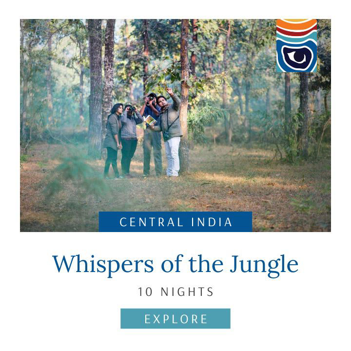 Whispers of the Jungle